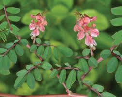 Image result for Alysicarpus zeyheri