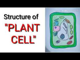Check spelling or type a new query. Diagram Of Structure Of Plant Cell How To Draw Plant Cell In Easy Way Plant Cell Structure Easy Way Youtube