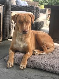 May 15, 2020 · covid update: Owners Who Chose To Remove Dog S Eyes Over Treating Infection Give Up Blind Pet After Surgery People Com