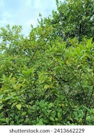 Image result for Petiveriaceae