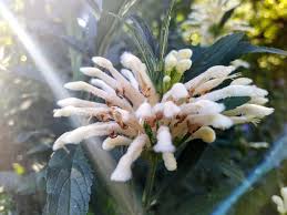 Image result for Leonotis myrothamnifolia