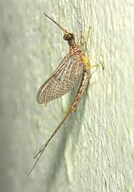 Mayfly Wikipedia