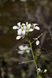 Image result for Rorippa nudiuscula