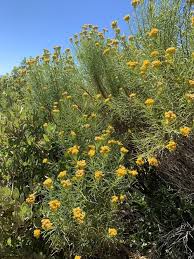 Image result for Asterochaete