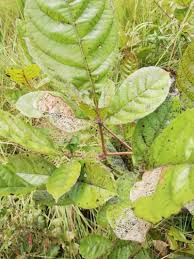 Image result for Vitex doniana