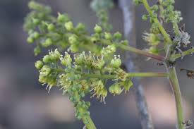 Image result for Combretum adenogonium