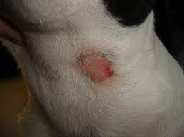 Diagnosing And Treating Ringworm In Pets The Facts From Dkc Images of tinea faciei (ringworm of face). treating ringworm in pets