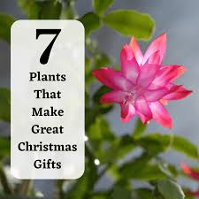 Christmas cactus in bloom very beautiful red color. Living Christmas Gift Ideas 7 Holiday Plants To Give Holidappy