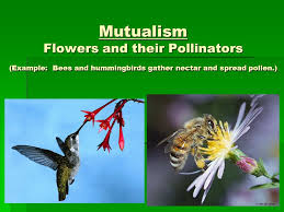 Check spelling or type a new query. Symbiotic Relationships Ppt Video Online Download
