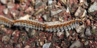 Votre animal à l'habitude de sortir ? La Chenille Processionnaire Du Pin Dangers Et Traitements