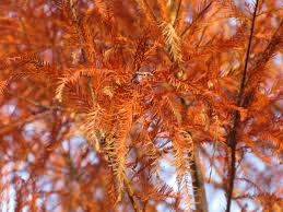 Image result for Autumn Gold Light 1983 Caloric