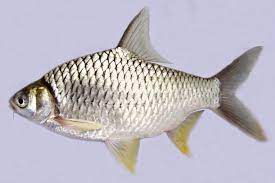 Maybe you would like to learn more about one of these? Kenali Lampam Jawa Umpan