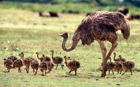 Australian Birds That Lay Eggs On The Ground My Animal Studies Baby Ostrich Baby Animals Pictures Ostriches