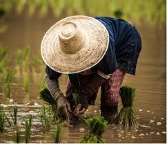 Period remains the busiest time for all the markets that opened on weekends. What Kind Of Farmers Make The Most Money Quora