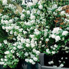 gefullter duftjasmin im ca 17 cm topf online kaufen bei gartner potschke duftjasmin pflanzen gartenstraucher