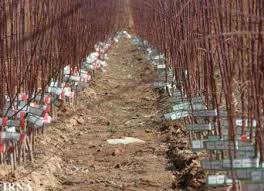 ‫اولین نهالستان درختان مثمر قرآنی کشور در خمین احداث شد‬‎