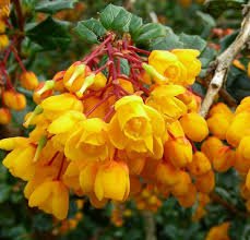 Image result for Berberis darwinii