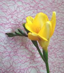 花 図鑑 おしゃれまとめの人気アイデア pinterest sisimaruchikuwa 花 図鑑 花 春