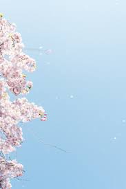 Pink sakura tree wallpaper, sunset, fantasy art, lava, trees. Cherry Blossom Wallpapers Free Hd Download 500 Hq Unsplash