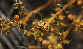 Image result for Thesium breyeri