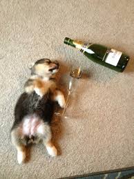Partied Hard Happy New Year Cute Animal Pictures Cute Animals Sleeping Puppies