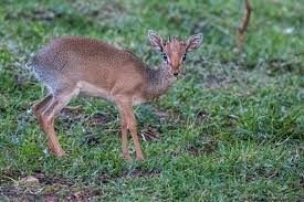 Visualizza altre idee su animali della giungla, animali, africani. Animali Africani Elenco Leggi Qui L Elenco Dalla A Alla Z