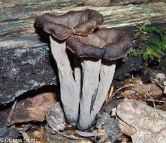Image result for Craterellus fallax