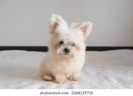 Image result for white yorkshire terrier