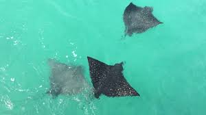 Spotted Eagle Rays Saipan Northern Mariana Islands Youtube