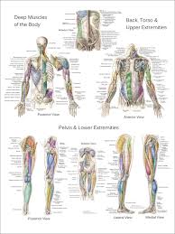 We think this is the most useful anatomy picture that you need. Muscle Anatomy Posters Anterior Posterior Deep Layers