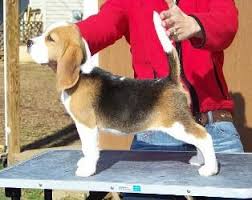 We take great pride in raising smart, loving, quality beagles that become lifelong perfect companions. Miller Beagle Pups Akc Beagles Puppies For Sale North Carolina Beagle Puppy Beagle Puppies