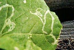 How To Identify And Treat Common Cucumber Diseases Cucumber Plant Plant Diseases Plant Pests