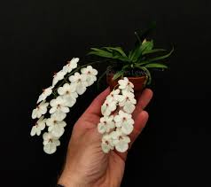 Image result for Aerangis kirkii