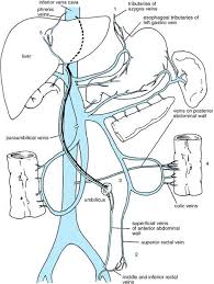 Teaching Anatomy Portal Vein Anatomy Formation Tributaries And Portocaval Anastomosis School Pinte Human Anatomy And Physiology Anatomy Medical Anatomy