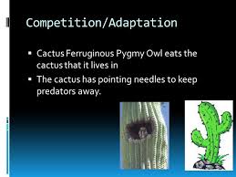 Did you know that they are small enough to be held in your hand? Lakieta Leah And Secily Location Introduction Deserts Cover About One Fifth Of The Earth S Land Surface Most Hot And Dry Deserts Are Near The Ppt Download