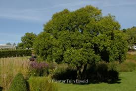 Image result for Maytenus