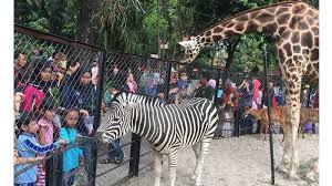 Untuk harga tiket masuk bukit sekipan yang sudah dipaparkan di atas, bisa anda. Harga Tiket Masuk Kebun Binatang Surabaya Kbs Tetap Buka Saat Libur Natal Dan Tahun Baru 2021 Tribun Jatim