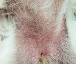 Check spelling or type a new query. Flea Allergy Dermatitis What Your Clients Need To Know Today S Veterinary Nurse