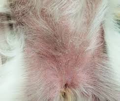 Check spelling or type a new query. Flea Allergy Dermatitis What Your Clients Need To Know Today S Veterinary Nurse