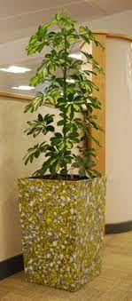 We also supply round plant pots and pot carrying trays. Acorn Plant Displays Birmingham S Finest Office Plant Displays And Interior Lanscaping Supplier