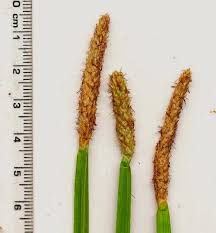 Image result for Eleocharis mutata