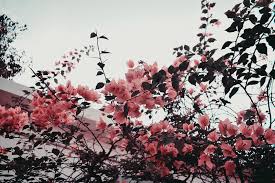 A Fresh Morning 3 Aesthetic Pink Flowers Indie Wallpaper Aesthetic Desktop Wallpaper Computer Wallpaper Desktop Wallpapers Vintage Desktop Wallpapers