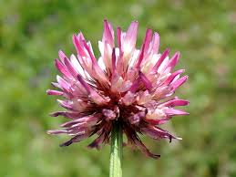 Image result for Trifolium isthmocarpum
