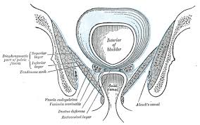 It is subdivided into gross anatomy and microscopic anatomy. The Muscles And Fasciae Of The Pelvis Human Anatomy
