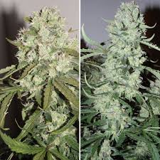 For the problem of the temperature in the delonghi coffee machines we will give two tips. Buy Auto Ultimate Autoflower Cannabis Seeds Dutch Passion Uk