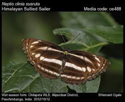 Image result for Cliffortia nitidula