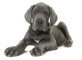 The great dane (18th cent. 1 Great Dane Puppies For Sale By Uptown Puppies
