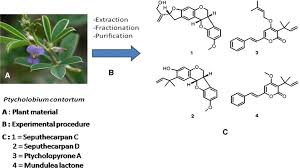 Image result for Ptycholobium contortum