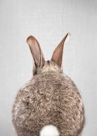 Rabbit Tail Colorful Animals Poster Print Metal Posters 2020 Poster Bebek Odasi Temalari