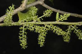 Image result for Opilia amentacea